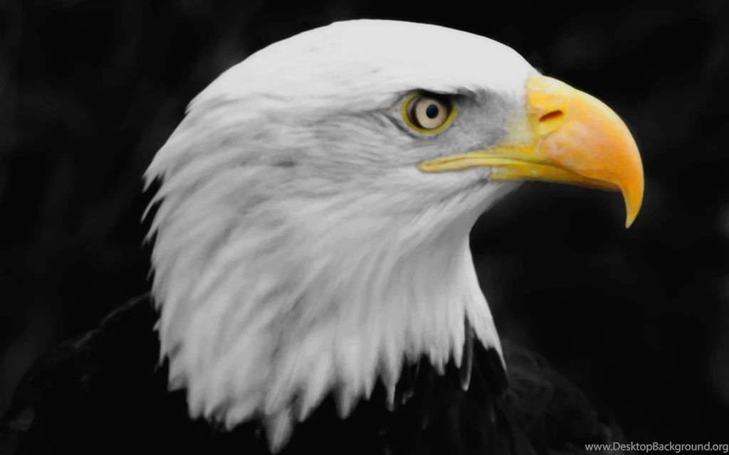 Flying Eagle Wallpapers Dowload