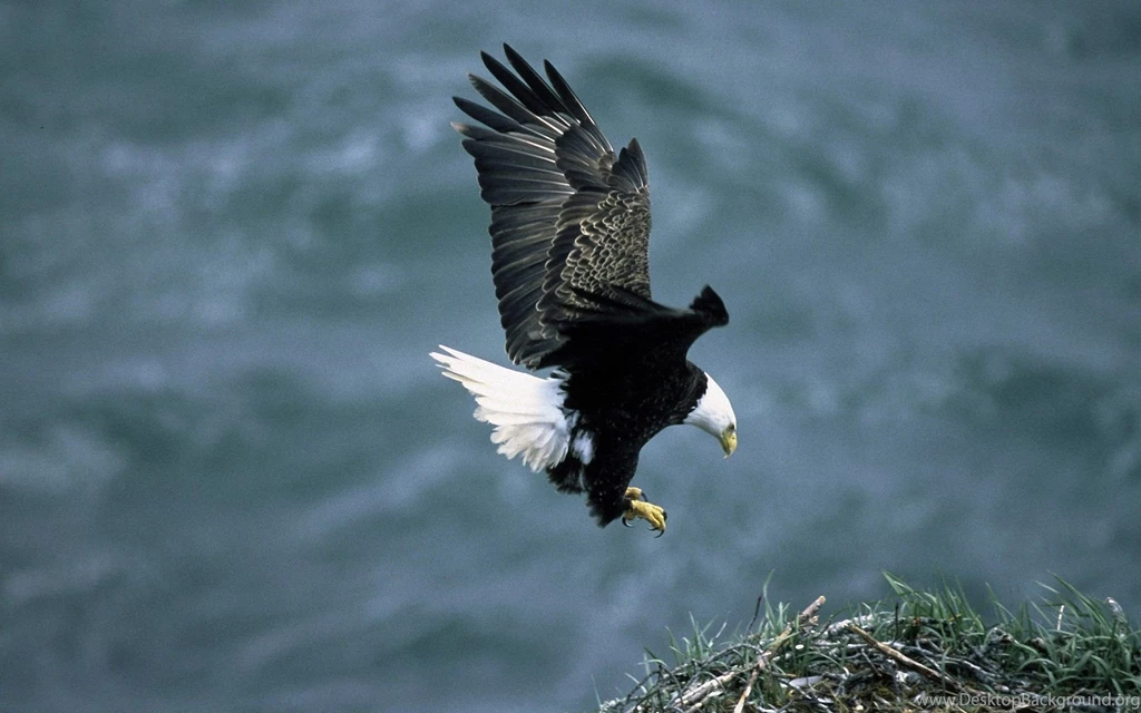 Eagle Wallpapers 1920x1200 Wallpapers,Eagle 1920x1200 Wallpapers ...