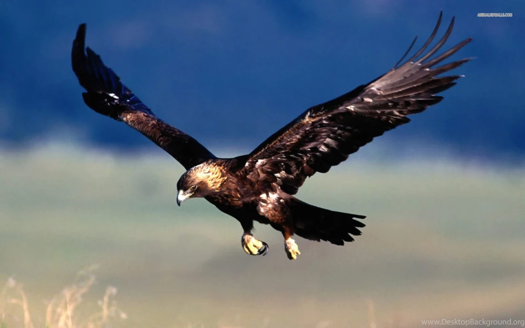 High Definition Eagle Wallpapers For Free Download