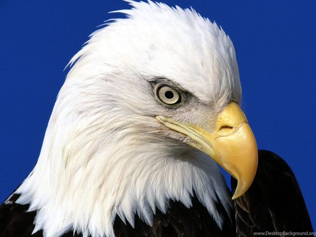 TipTop 3D & HD Wallpapers Collection: Eagle Wallpapers