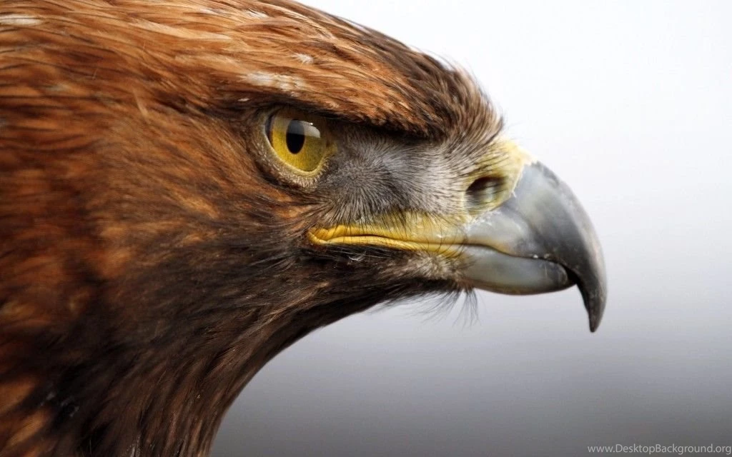 Bald Eagle Desktop Wallpapers