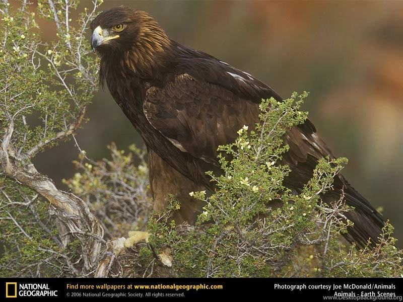 Golden Eagle Picture, Golden Eagle Desktop Wallpaper, Free ...