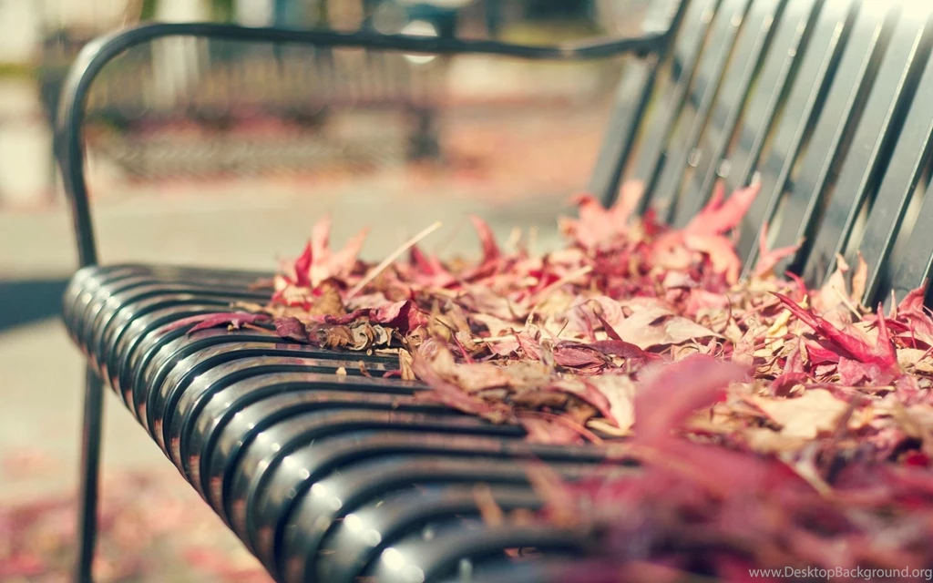 Autumn Leaves On The Bench Wallpapers Full HD