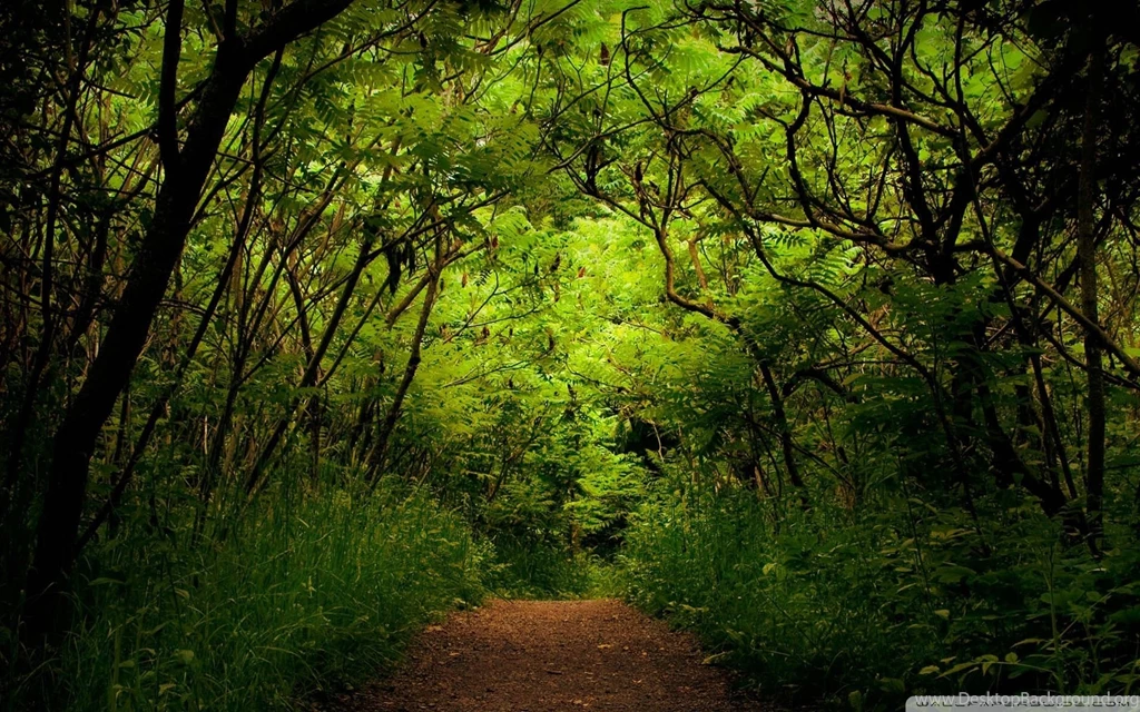 Forest Landscape Wallpapers 2014 HD