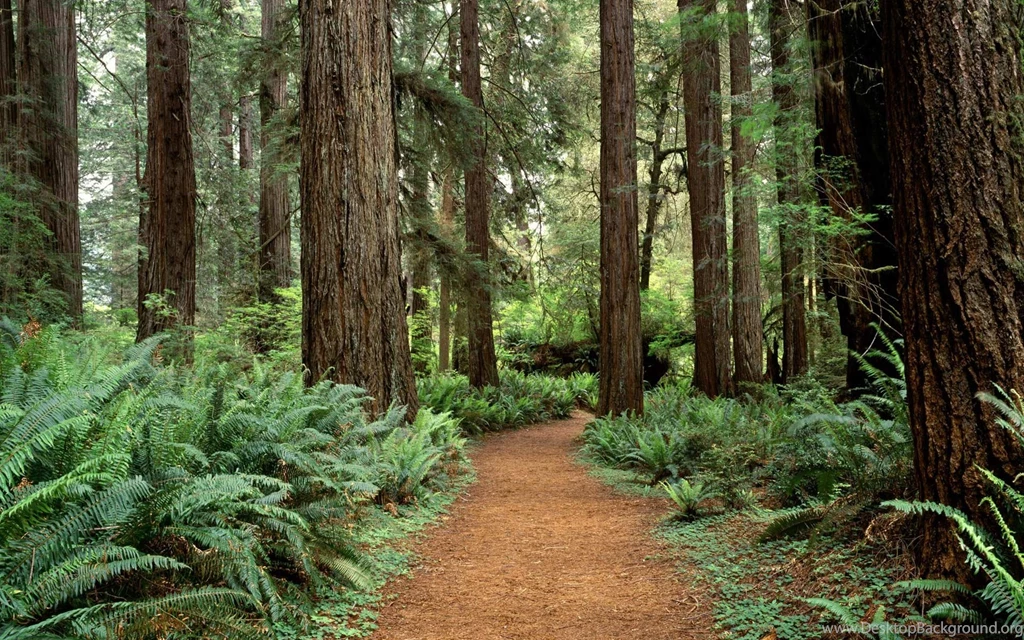 Prairie Creek Redwoods State Park, Forest, Grass, Leaves ...