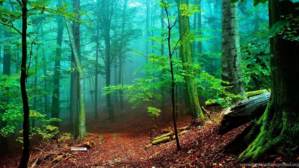 Nice Forest Wallpapers