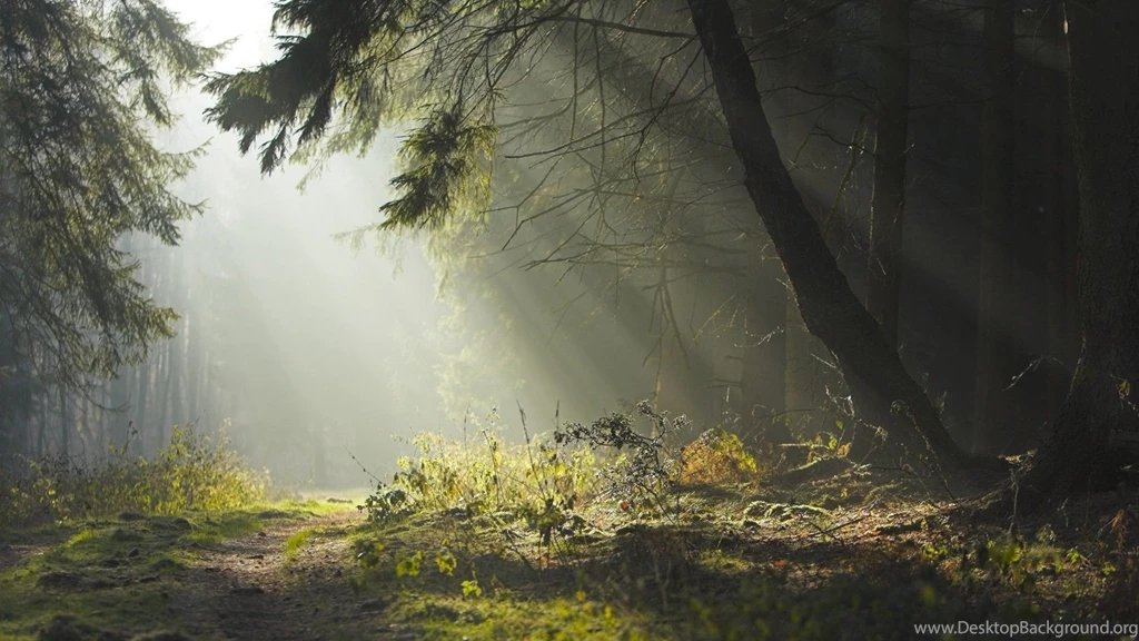 Landscapes Trees Forest Path Sunlight