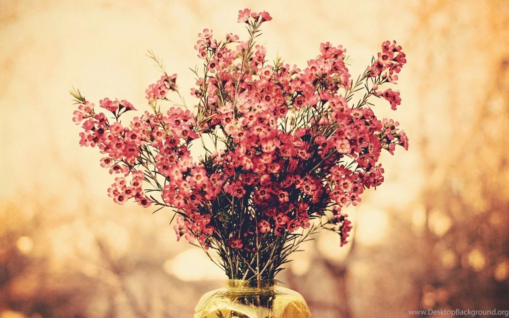 Flower Bokeh Images And Wallpapers Download