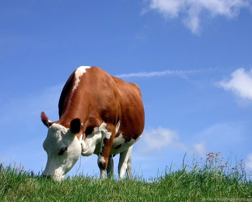 Cow Animal HD Wallpapers