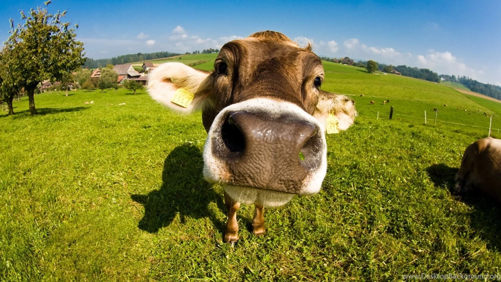 Beautiful Cow Wallpapers