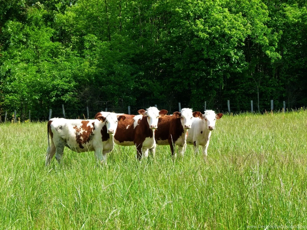 14 Cow Hd Wallpapers 1582 :: Cow Animal Hd Wallpapers