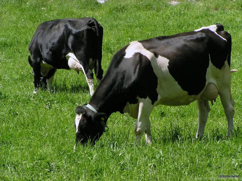 Cow Pictures Free Wallpapers High Definition