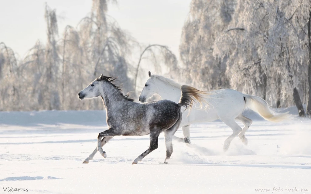 Winter snow horse wallpaper 1.jpg