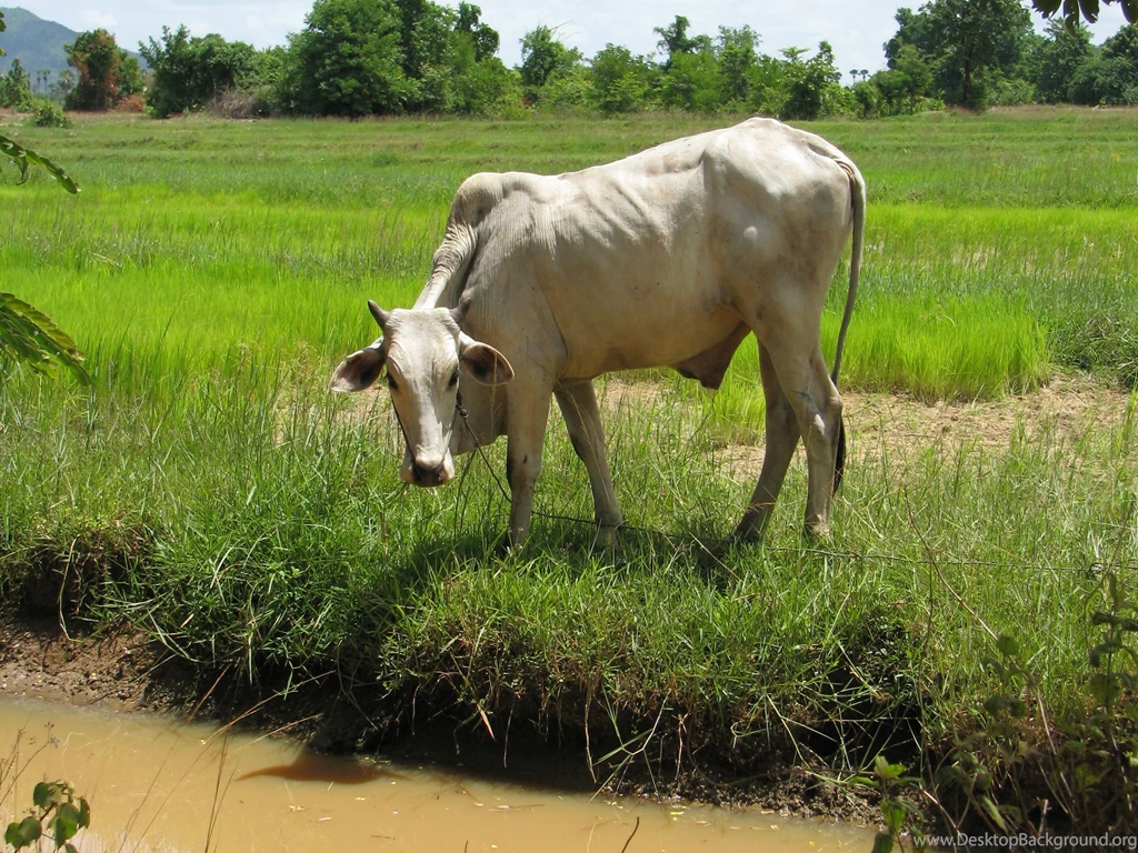 2560x1920 Desktop Wallpapers