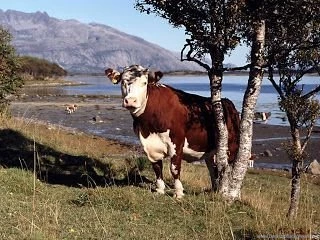 Cow wallpaper 5.jpg
