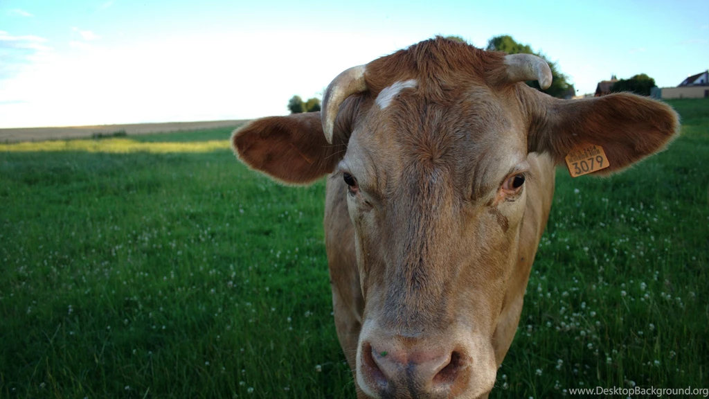 4K Ultra HD Cow Wallpapers HD, Desktop Backgrounds 3840x2160