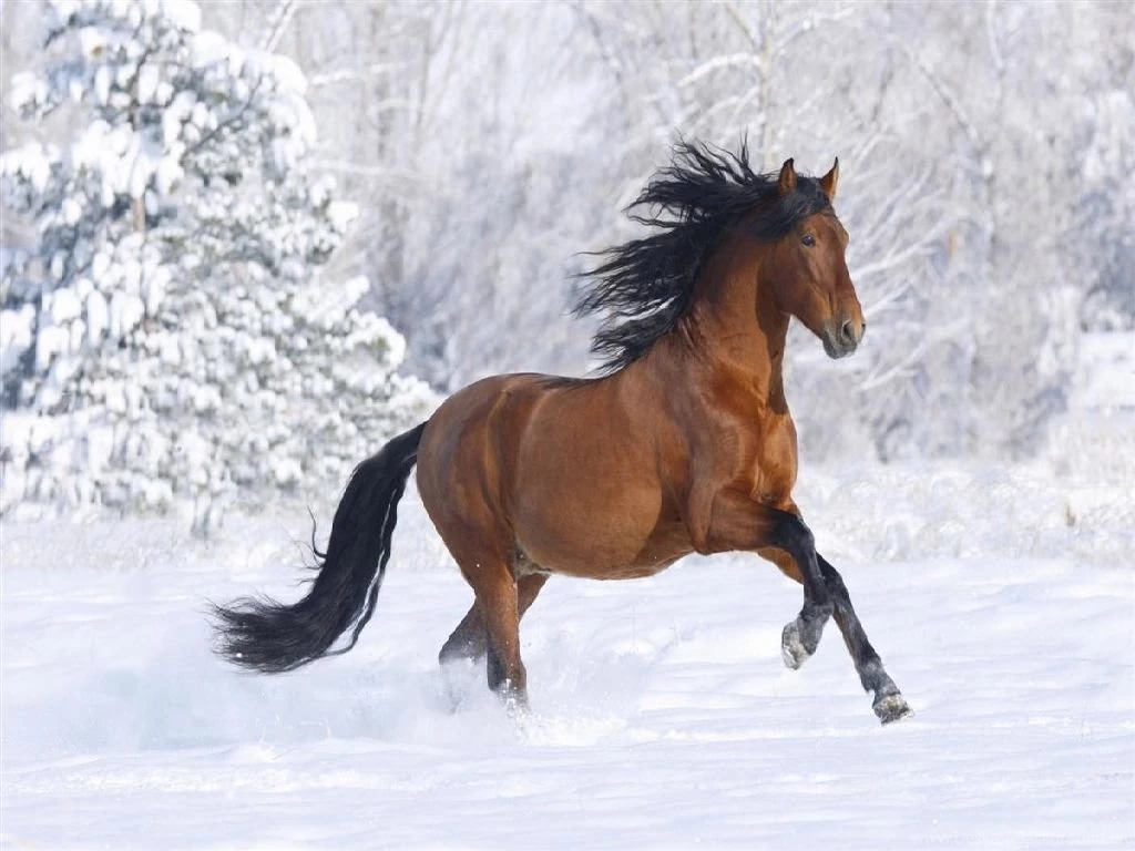 Horses In The Snow Quotes. QuotesGram
