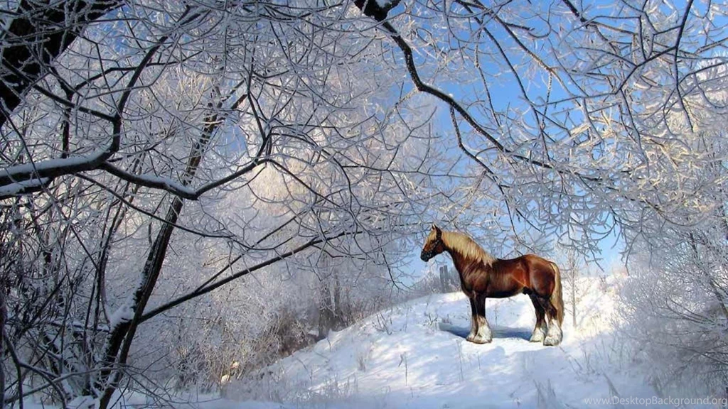 Horse In The Snow Wallpapers   Free Wide HD Wallpapers