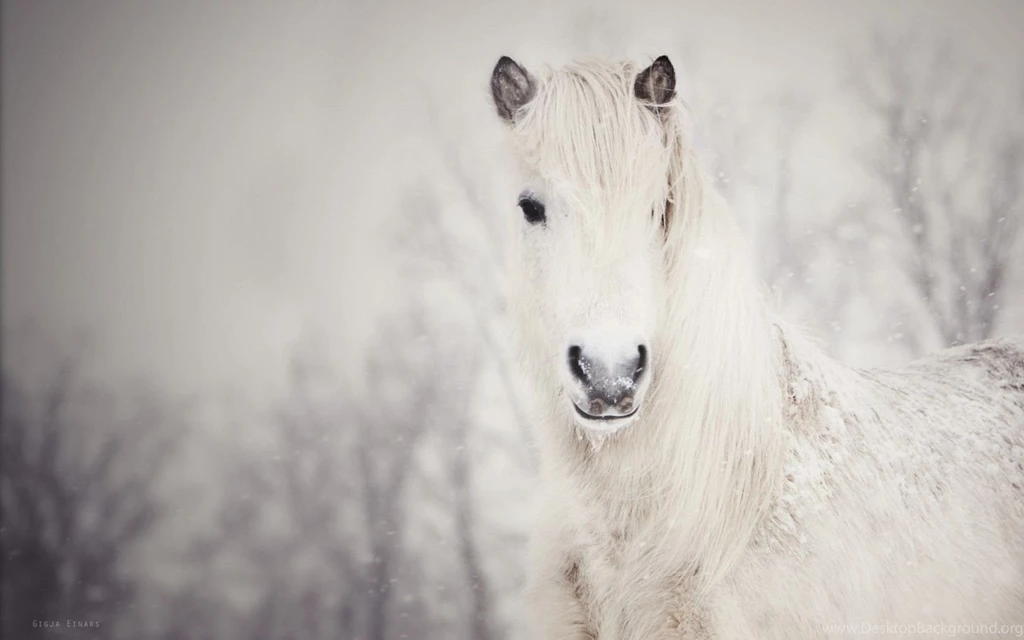 White Horses In Snow Wallpaper.