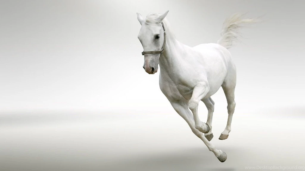 White Horse Wallpapers   Wallpapers Cave