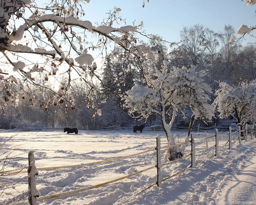 Download Wallpapers 1280x1024 Horses, Shelter, Snow, Winter ...