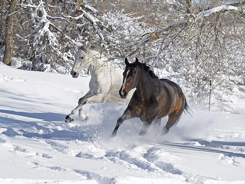 10 Photos Of Horses Dashing Through The Snow