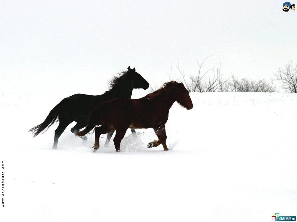 Dark Horse Wallpapers Wallpapers Cave