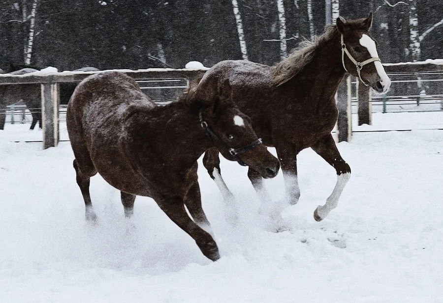 Horses: Snow Game Play Horses Winter Wallpapers Wide For HD 16:9 ...