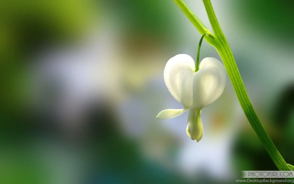 Flowers Wallpapers
