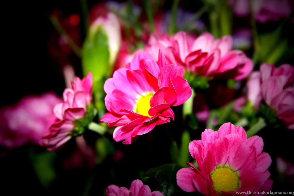 Flowers Wallpaper Backgrounds