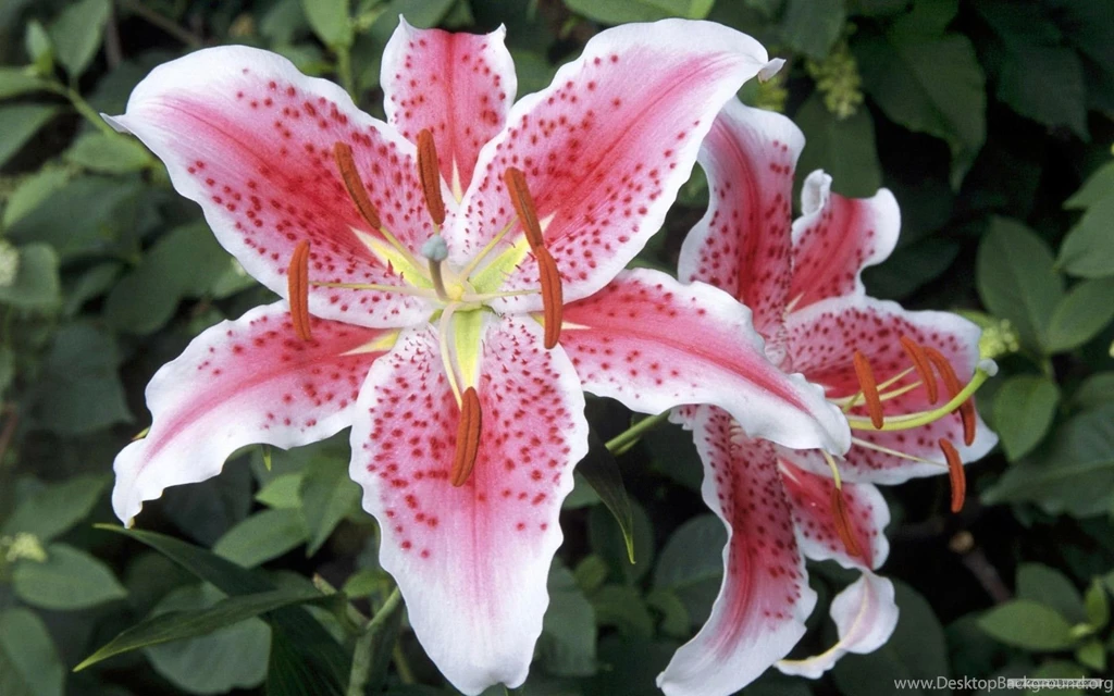 Free Wallpapers   Free Flower Wallpapers   Beautiful Flower ...