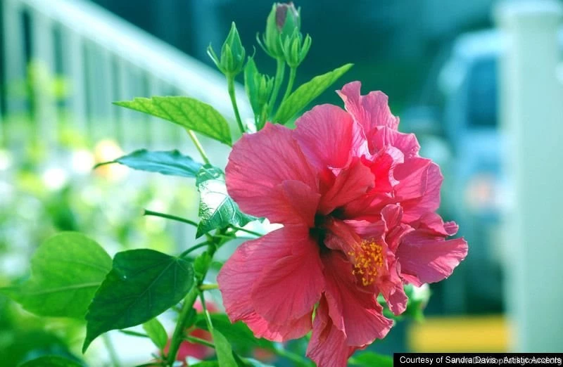 Wallpapers Of Flowers: Best Flowers Wallpapers