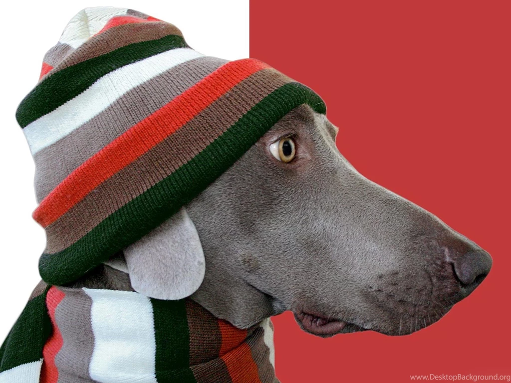Desktop Wallpapers · Gallery · Animals · Dog Clothing