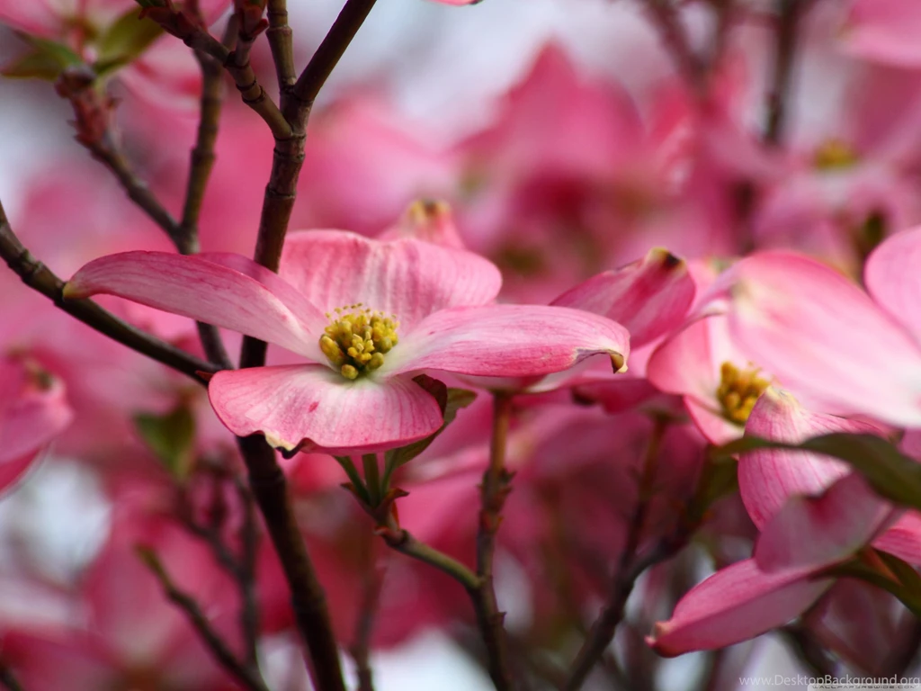 Pink Dogwood Flowers Hd Desktop Wallpapers High Definition [Your ...