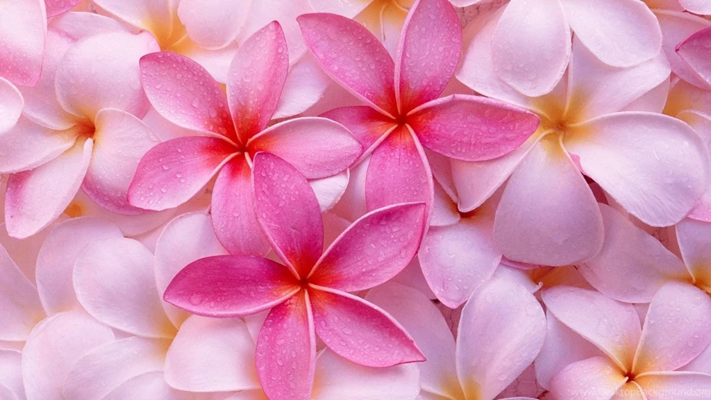 Pink_flowers_wallpaper_hd 1.jpg