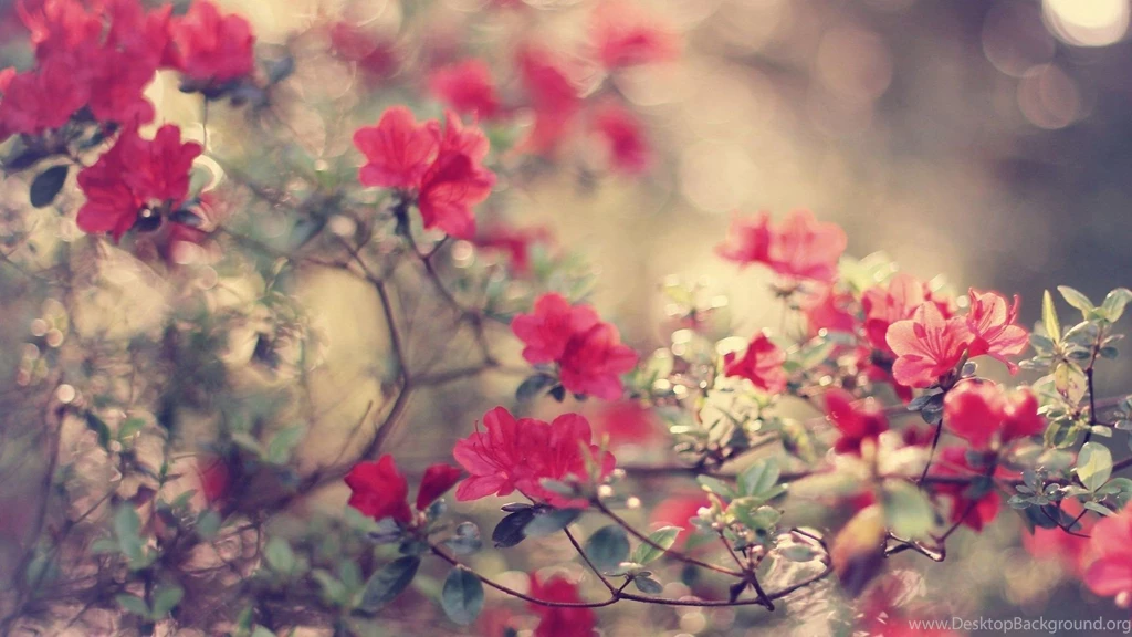 Nature Flowers Backgrounds 617 Flowers HD Desktop Wallpapers
