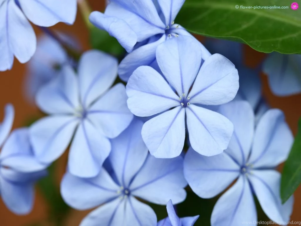 Free Download Flower Wallpapers, Beautiful Flower Wallpapers ...
