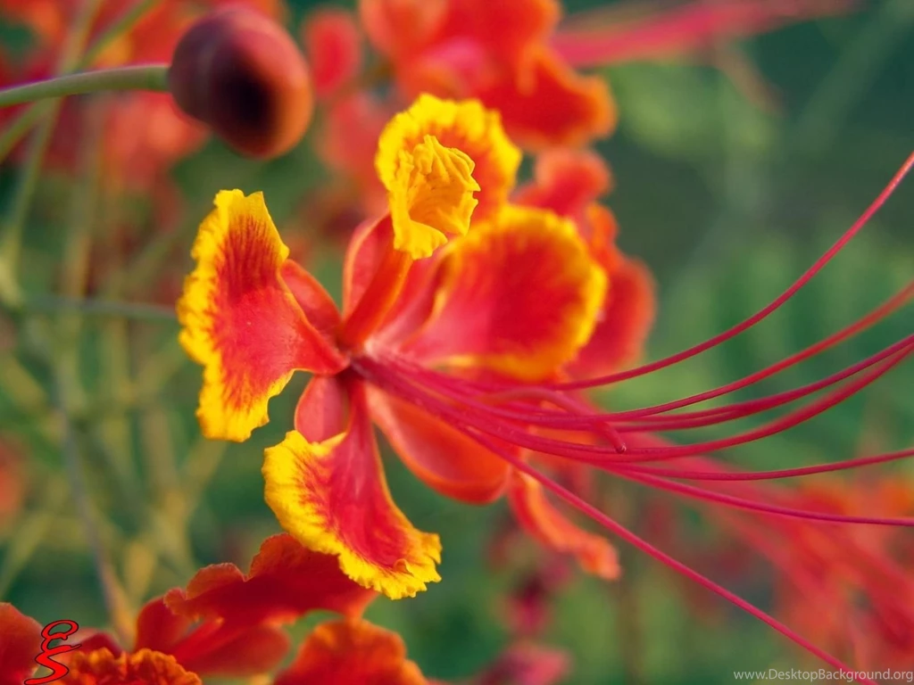 Gallery For Latest Flower Wallpapers