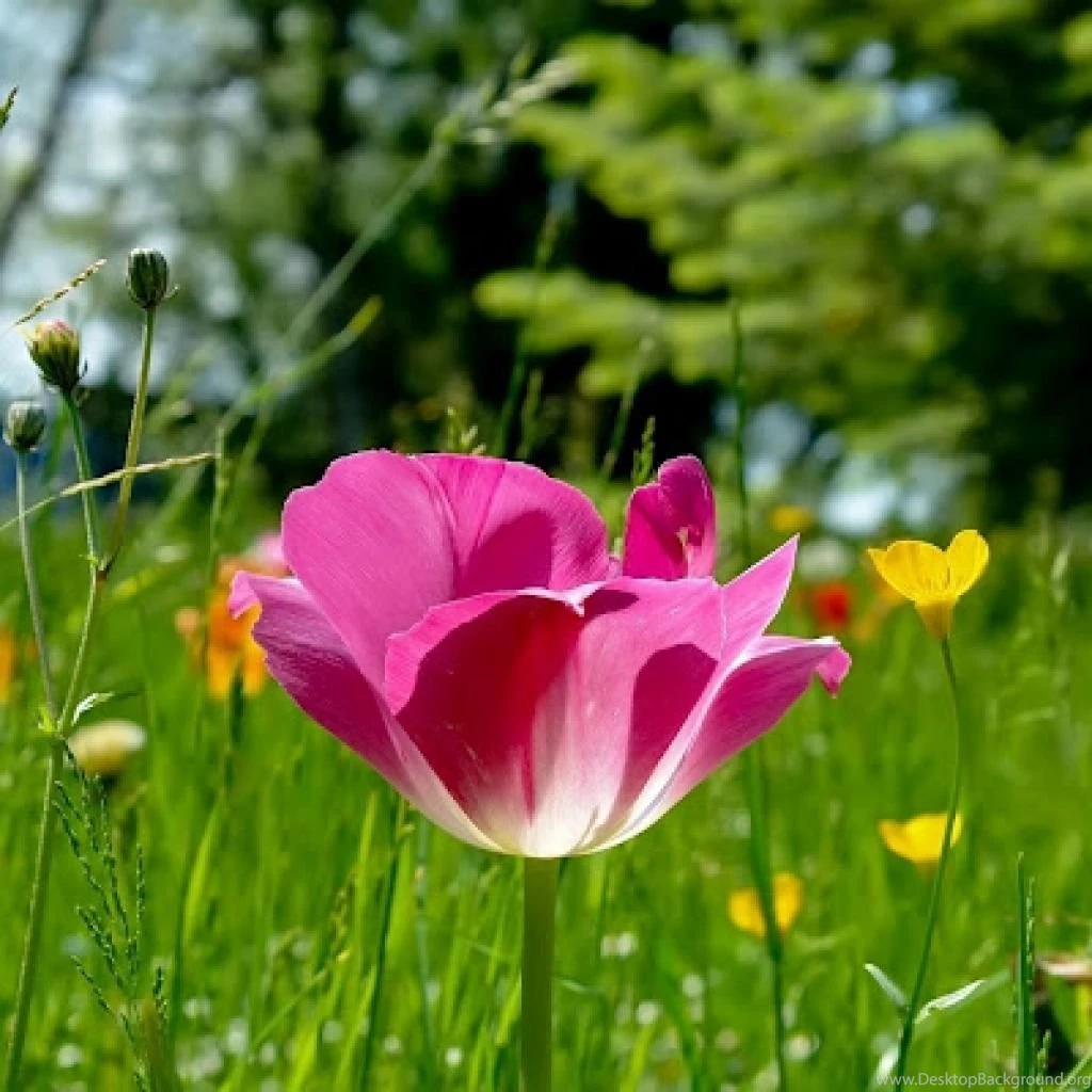 25 Free HD Flowers Archives Free Desktop Wallpapers, Wallpapers ...