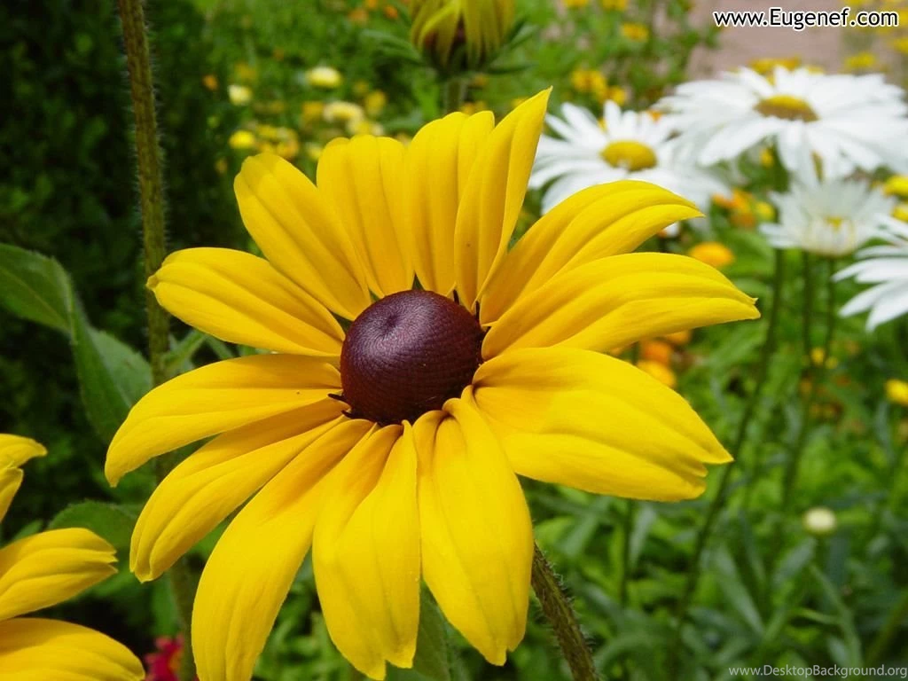 Beautiful Flowers Wallpapers Free Download All Wallpapers New