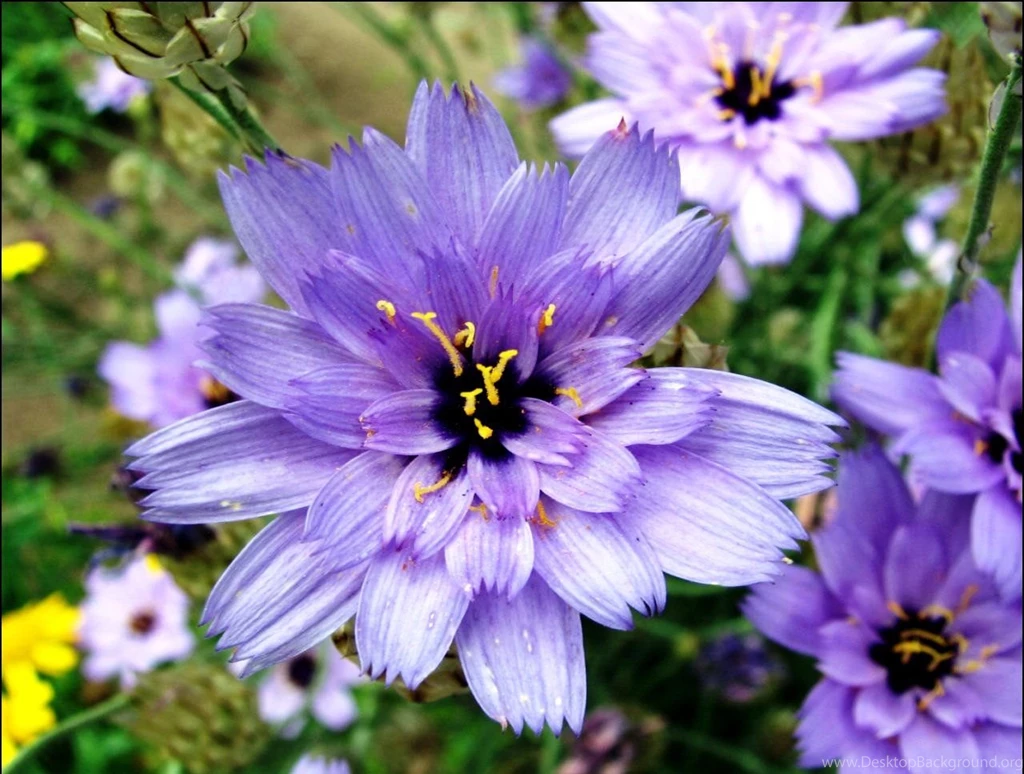 Free Flower Wallpapers For Desktop 03 Photos Of Saving More Budgets ...