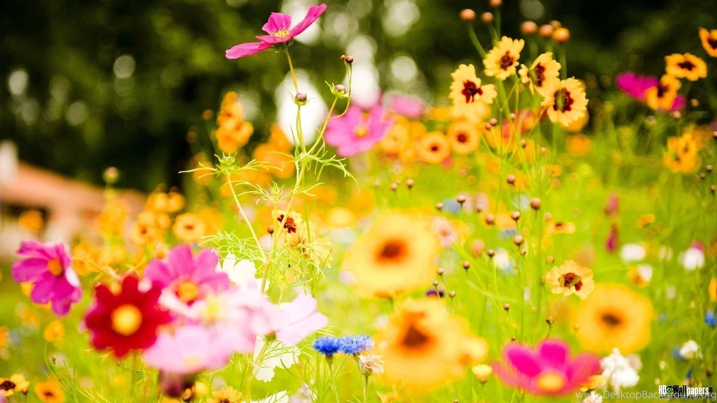 Free_Flower_Wallpaper_Download_For_Mobile (14) – Amazing Trends ...