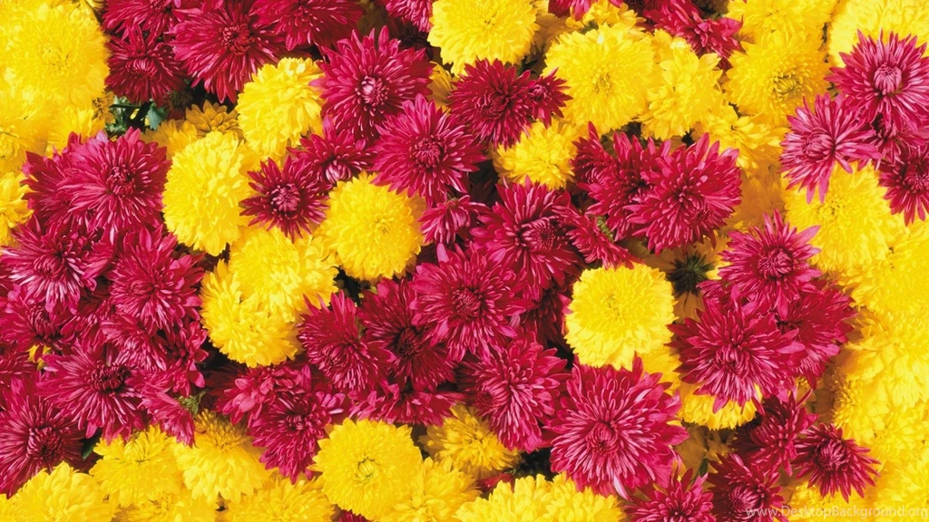 25 Free Hd Flowers Wallpapers