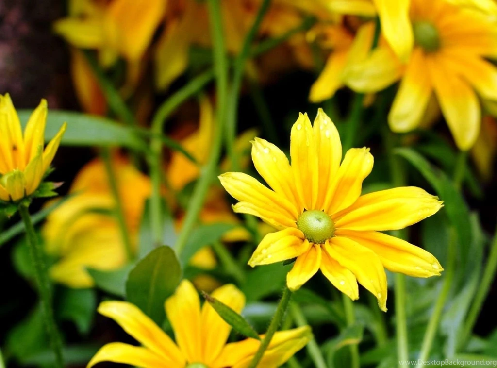 Get Free Flower Wallpapers For Desktop: Beautiful By Free Download ...