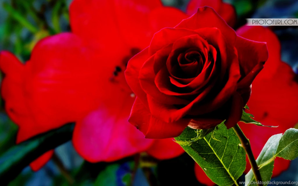 Best Flower Wallpapers Download, Flower Wallpapers Free Flower ...