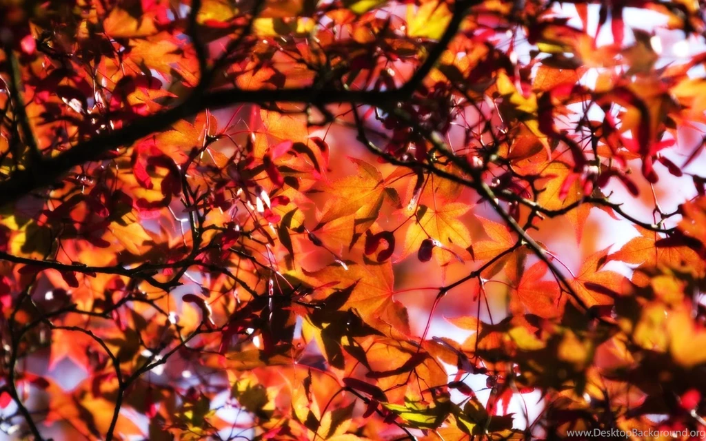 Best Collection Of Latest Wallpapers Gethdpics.com