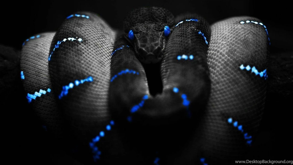 Black Snake Hd Widescreen Wallpapers 1440x900 Wallpapers (