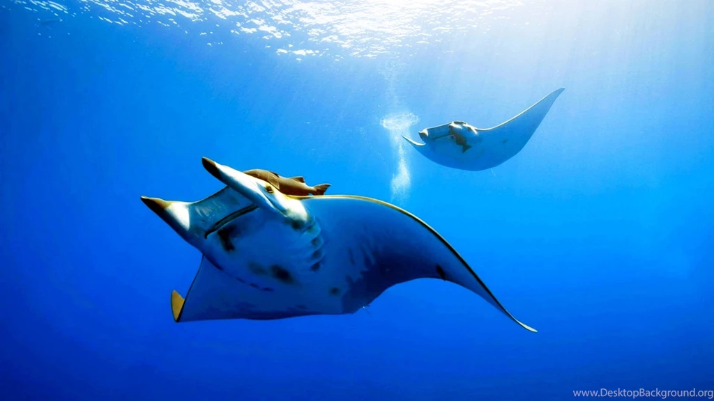 Deep Sea Free Wallpapers In HD