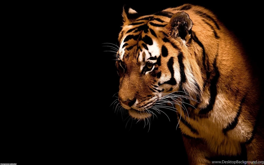 Black Tiger Wallpapers Desktop Backgrounds