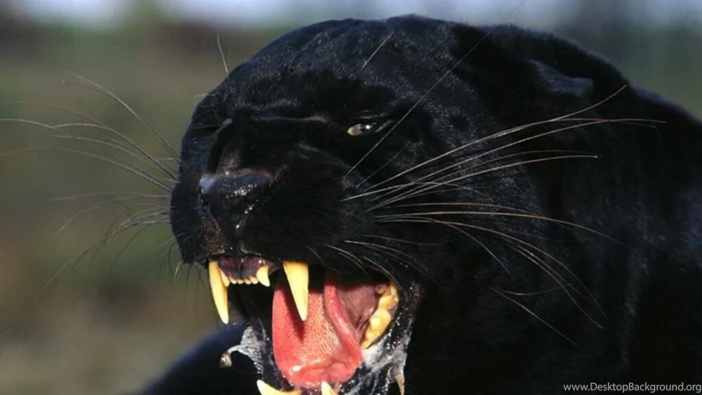 Hd HD Animal Wallpapers